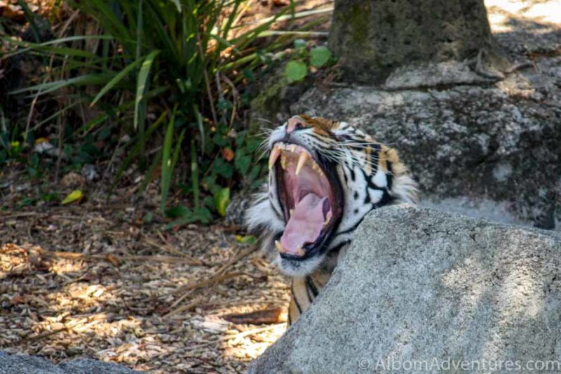 Eco-friendly Auckland Zoo Animals and Conservation Success 17 A critically endangered Auckland zoo tiger yawns, showing his teeth