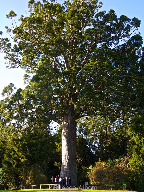Huge Kauri Tree at Parry Kauri Park in Warkworth New Zealand.