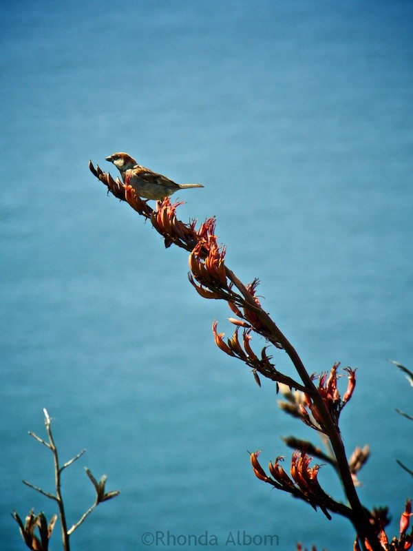 A sparrow on a flax plant in New Zealand