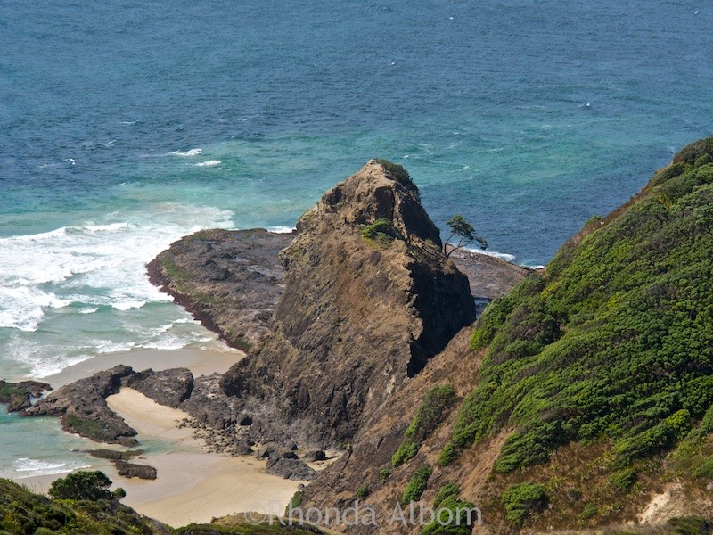 A lone tree with a spiritual story spotted on the rocks from the walking path on the North Island of New Zealand