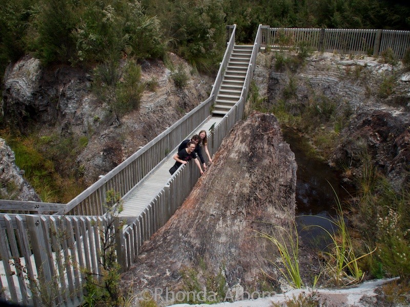 Ancient kauri log estimated to be 100k-150K old at Gumdiggers Park in Northland New Zealand 