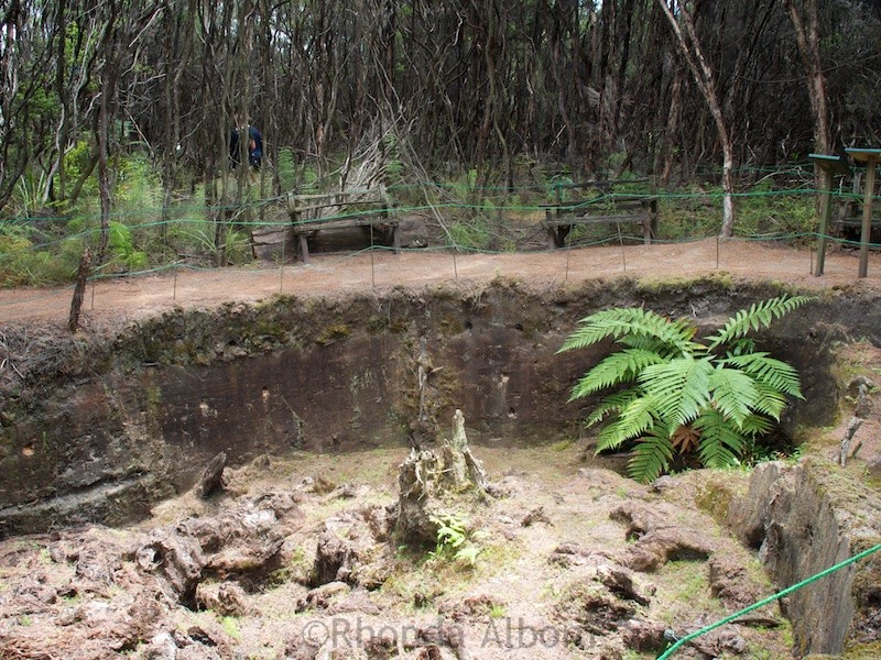 Gumdiggers Park: See Ancient Kauri in New Zealand 8 Huge ancient kauri stump estimated to be 100k-150K old at Gumdiggers Park in Northland New Zealand