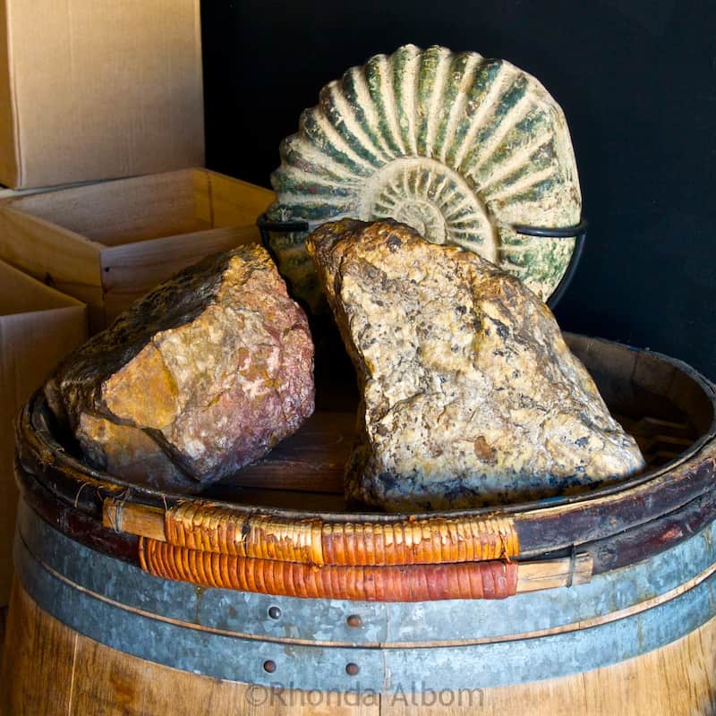 155 million year old rock found on Jurassic Ridge Vineyard on Waiheke Island outside of Auckland New Zealand