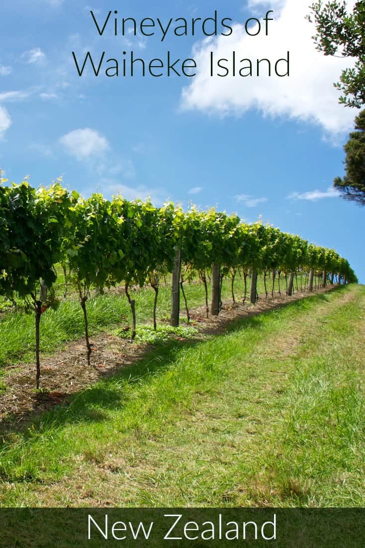 Vineyards on Waiheke Island outside of Auckland New Zealand
