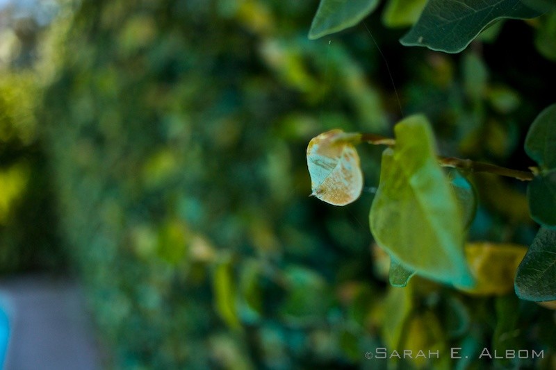 Macro image taken in Santa Fe, Argentina. Copyright Sarah E. Albom 2016