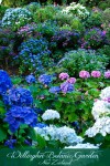 Flowers at the Wellington Botanic Garden in Wellington New Zealand ©Rhonda Albom 2016. \