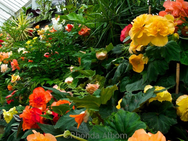 Colorful flowers in the begonia house in the Wellington Botanic Garden in Wellington New Zealand