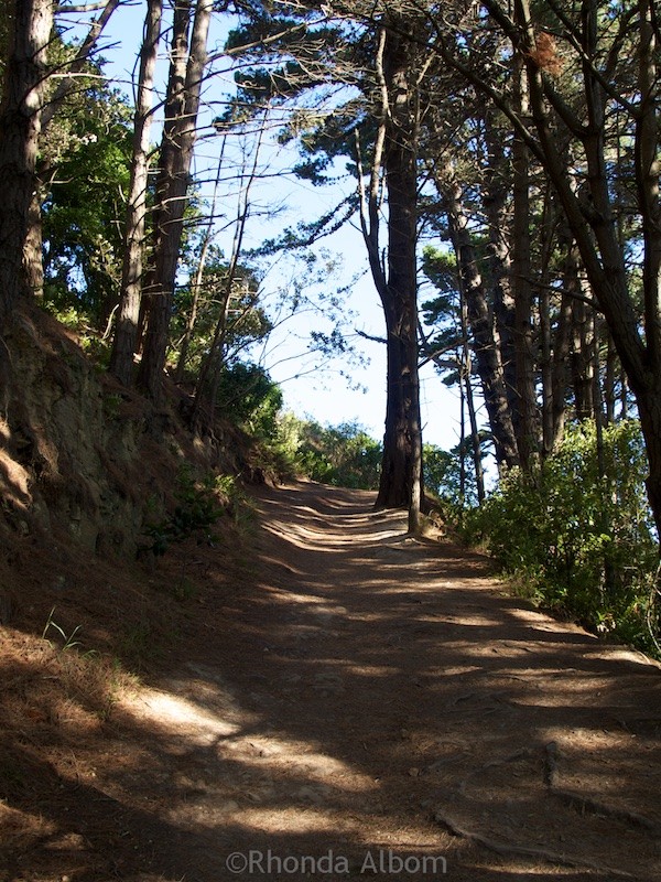 Hiking path on Mount Victoria in Wellington New Zealand