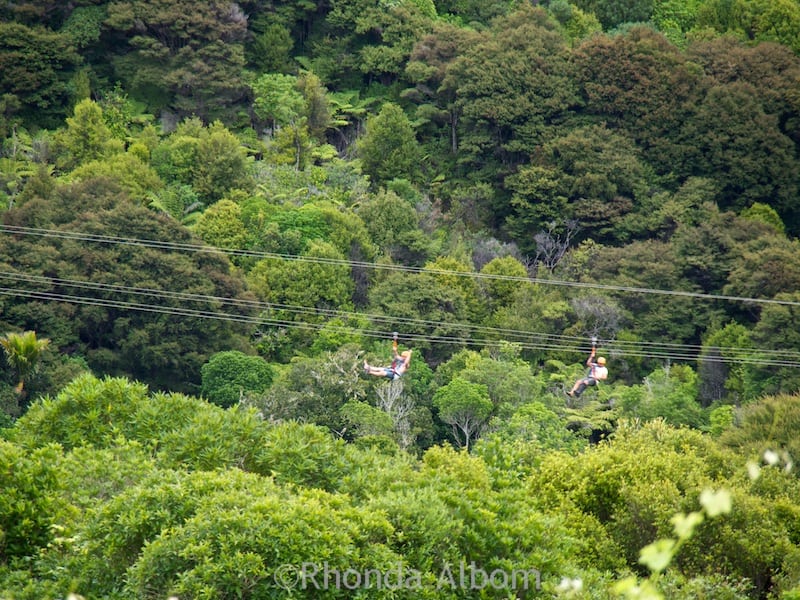 Zipline Waiheke - fly over the forest canopy on Waiheke Island just off of Auckland New Zealand