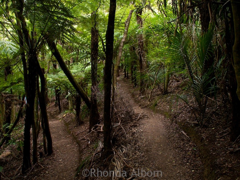 Hiking on Waiheke Island, New Zealand