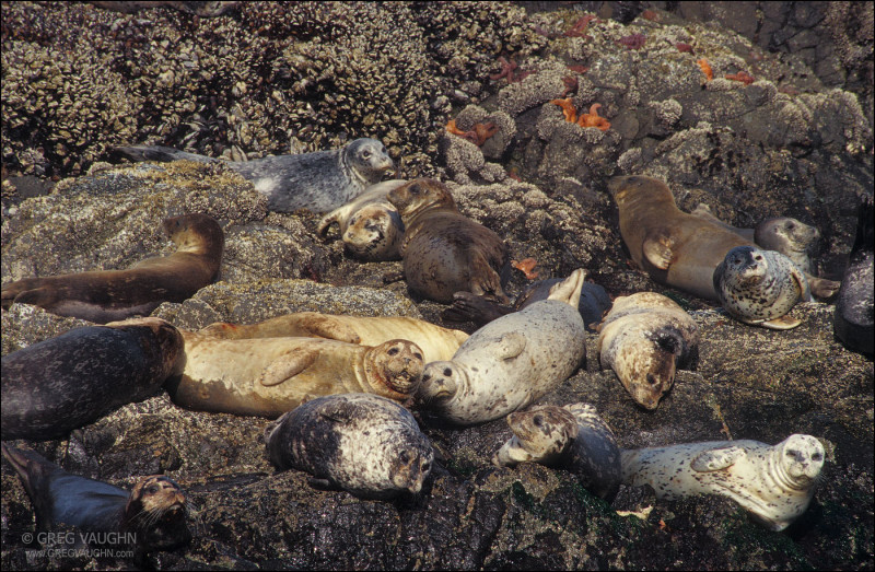 Harbor Seals resting on the rocks at Strawberry Hill State Wayside on the Oregon coast. Photo by Greg
