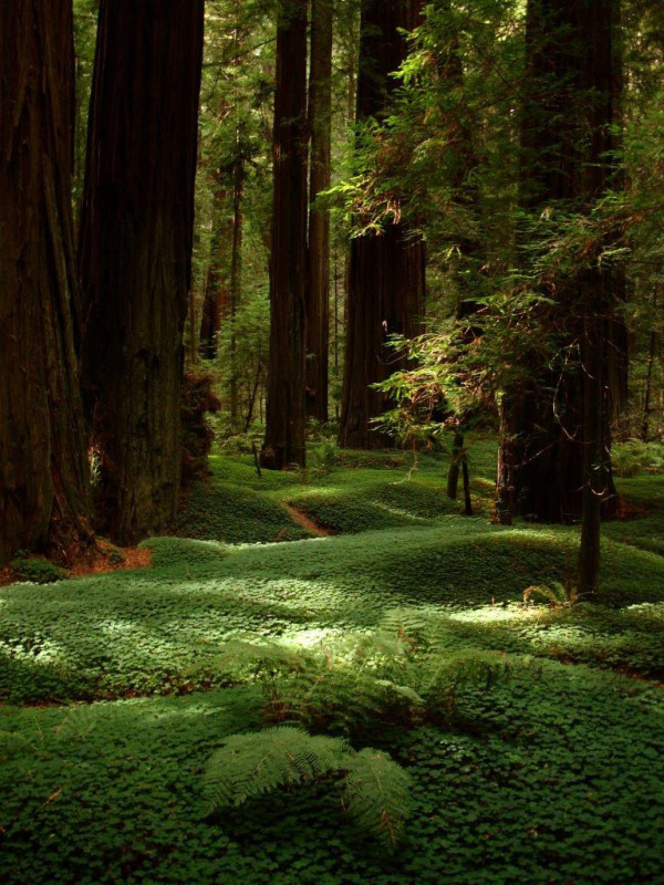 Redwood coast near the Avenue of the Giants. Photo by Redwood Coast - USA Adventure