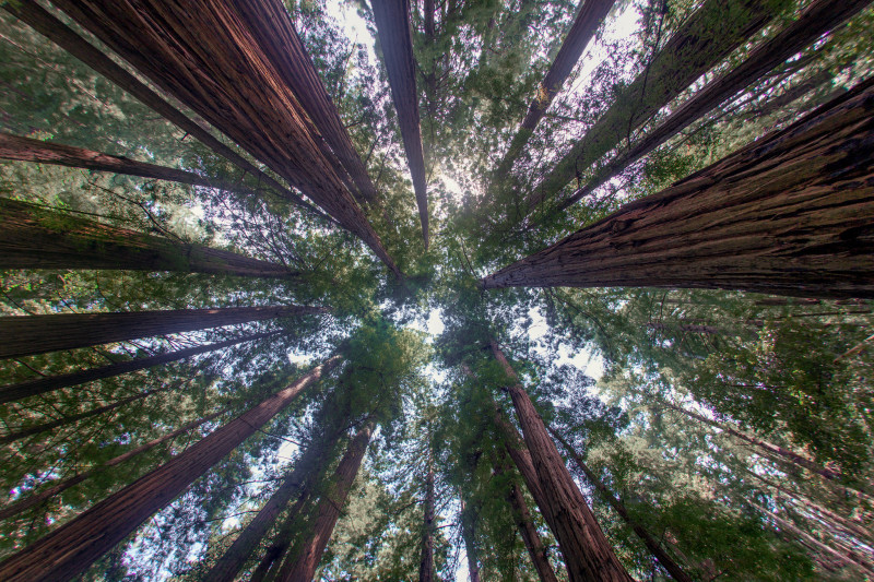 Muir Wood. Photo by Robert Couse-Baker.