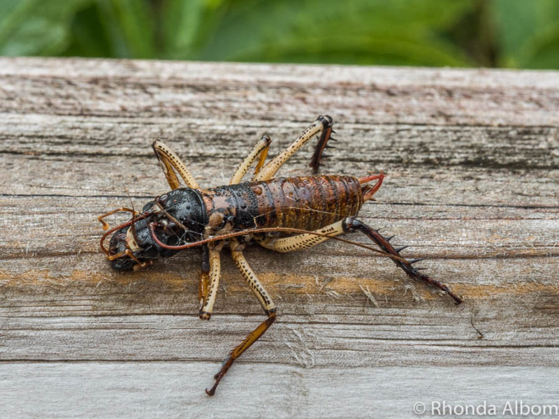 Interesting Facts About New Zealand - World Records and Fun Trivia 6 Male Weta see why it holdsone of many interesting facts about New Zealand