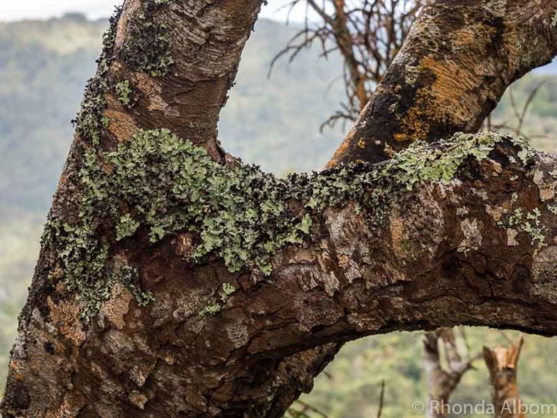Arataki Visitor Centre: an Auckland Rainforest Exploration 12 Lichen growing on trees in the Auckland region
