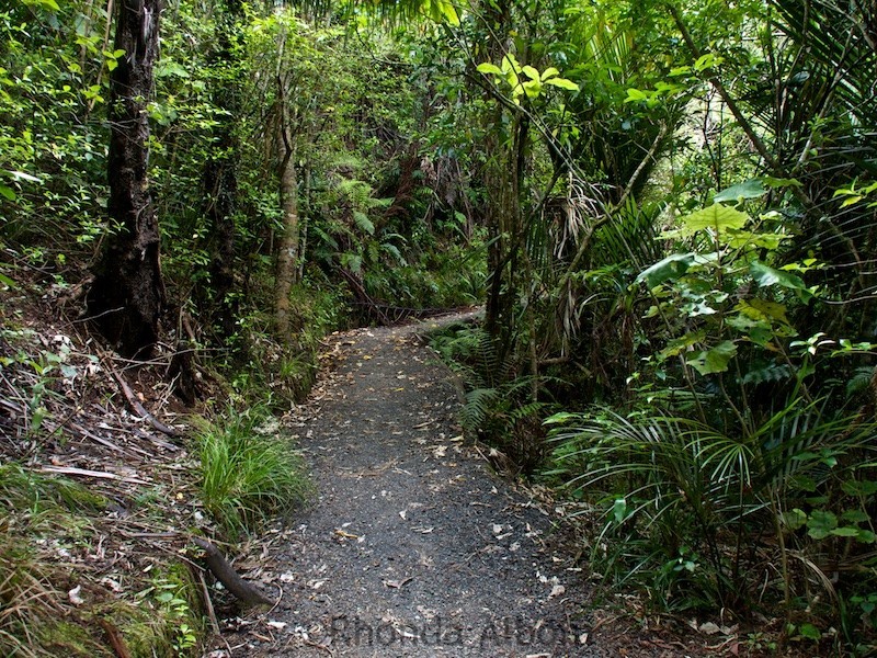 18 Short Walks in Auckland: Stunning Views on the Best Walks 16 The start of the Hillary trail at the Arataki Visitors Centre in the Waitakere Ranges, Auckland, New Zealand