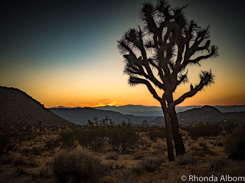 National Parks in Western US: Our Top 21 Epic Picks 10 Joshua Tree National Park at sunset on our USA adventure