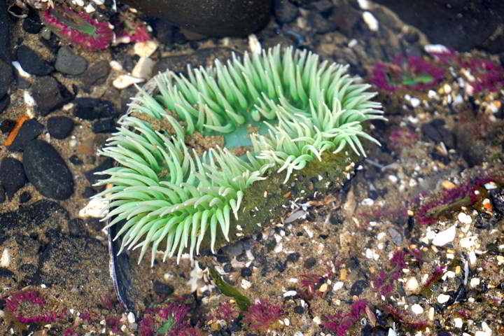 Cannon Beach tide pools, Oregon. Photo by Susan Moore