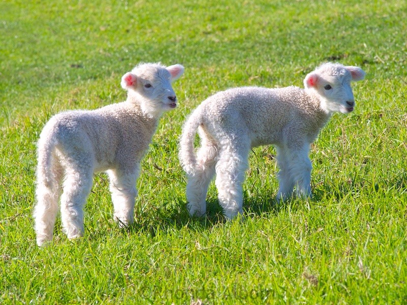 What’s cooking at your house? - Page 6 Spring-Lambs-in-Shakespear-park-800x600