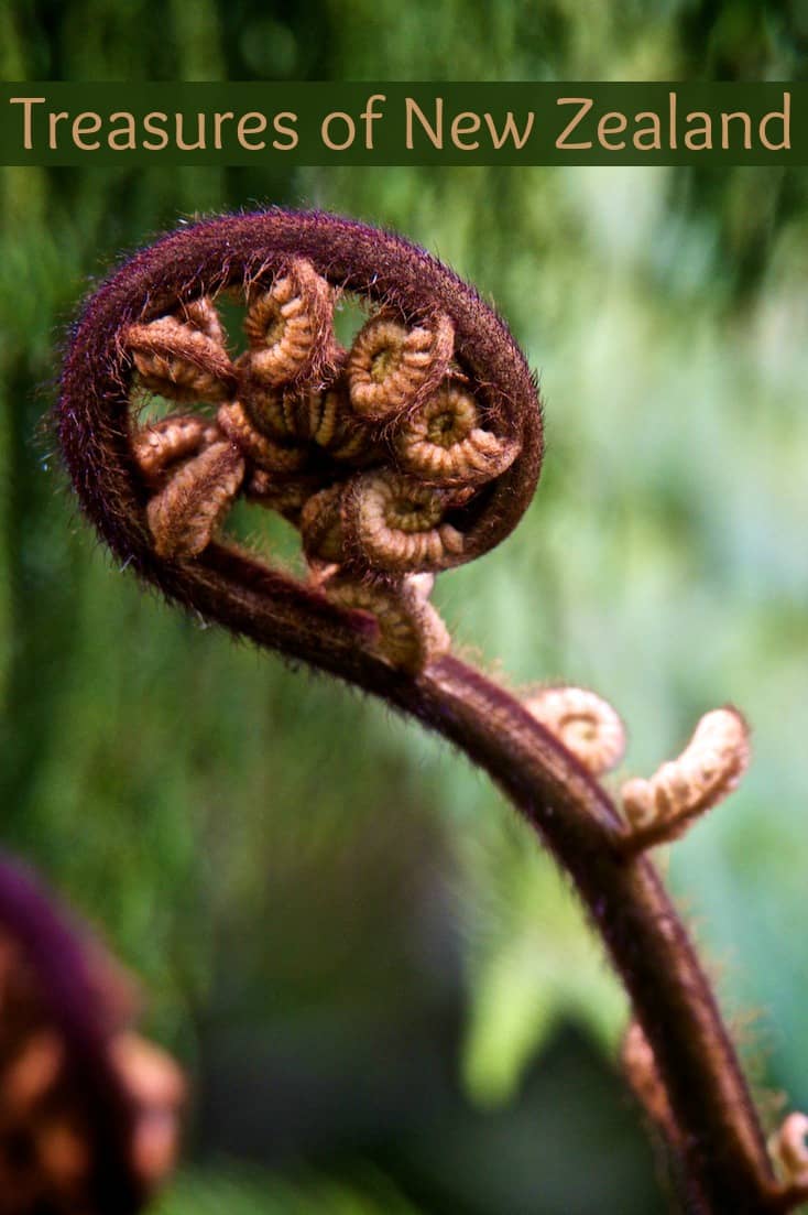A close up of a fern in New Zealand seen from the Arataki Visitor's Centre in the Waitakere Ranges