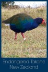 Critically Endangered Takahe on Tiritiri Matangi