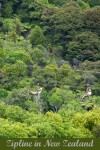 A zipline over the forest canopy on Waiheke Island
