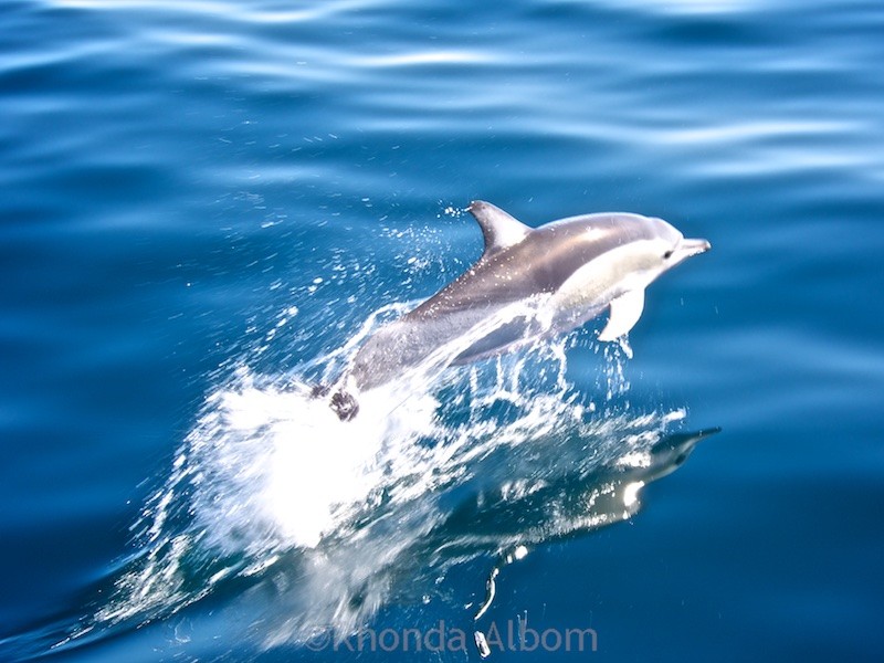 Common Dolphin see on an Auckland Whale and Dolphin Safari in New Zealand
