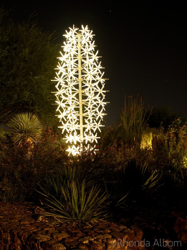 Desert Botanical Garden Phoenix Lights | Fasci Garden