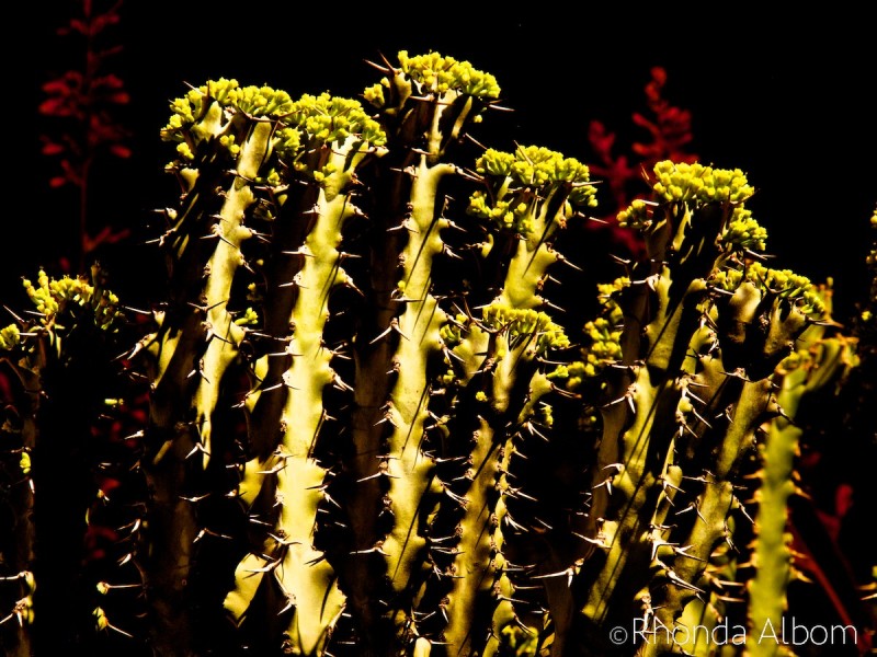 Desert Botanical Garden in Phoenix Arizona