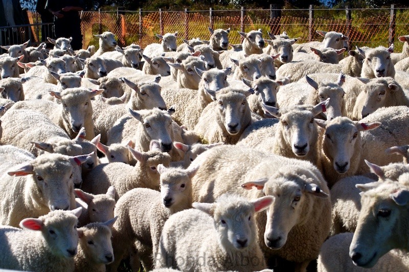 Shakespear Park: Open Bird Sanctuary, Beaches, Hiking and Sunken Ship 13 Mob of sheep at Shakespear Park, Auckland New Zealand