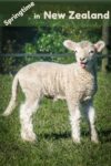 Springtime in New Zealand. This lamb is in Shakespear Park, just north of Auckland.