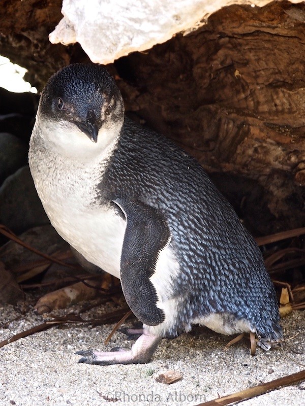 Interesting Animals at Wellington Zoo, with NZ's Only Bear 7 Little Blue Penguin in New Zealand