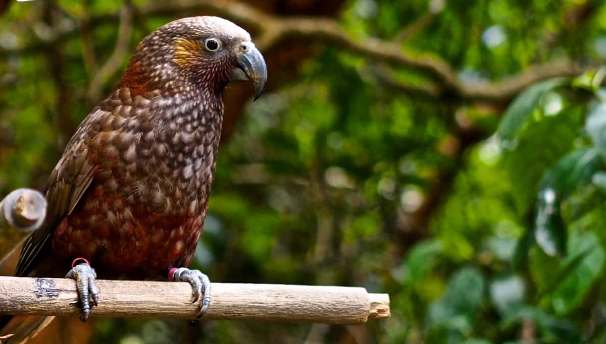 the new zealand kaka distribution and New zealand kaka - nestor meridionalis picture by nick smith ref:nism240237. the new zealand kaka distribution and New zealand kaka - nestor meridionalis picture by nick smith ref:nism240237.