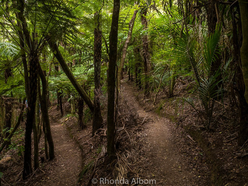 Hiking at Eco Zip on Waiheke Island Auckland New Zealand