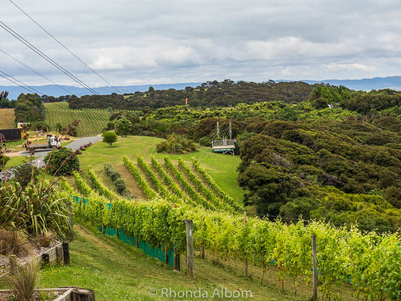 Zipline Waiheke over a working vineyard, outside of Auckland New Zealand