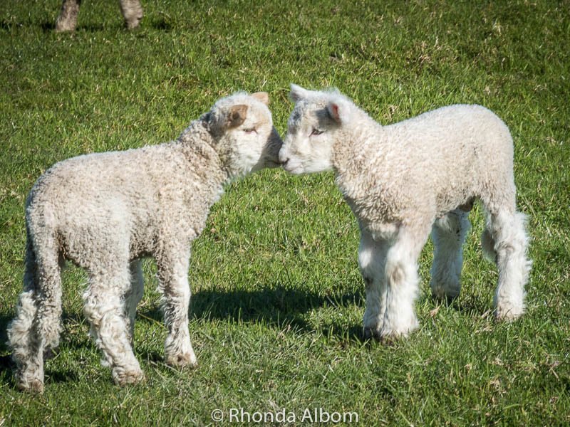 Adorable Baby Lambs: Why I love Springtime in New Zealand 4 Twin baby lambs in Shakespear Park, Auckland New Zealand