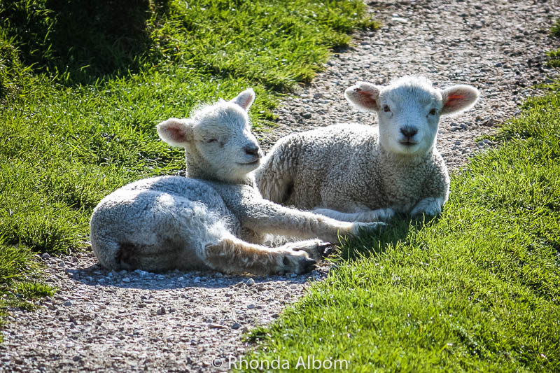 Adorable Baby Lambs: Why I love Springtime in New Zealand 6 Baby lambs on the South Island of New Zealand