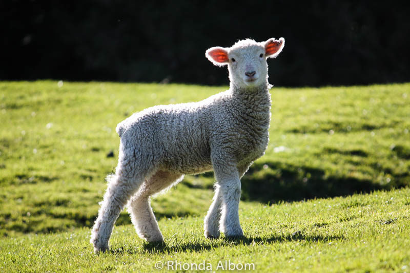 Adorable Baby Lambs: Why I love Springtime in New Zealand 7 Adorable lamb on the South Island of New Zealand