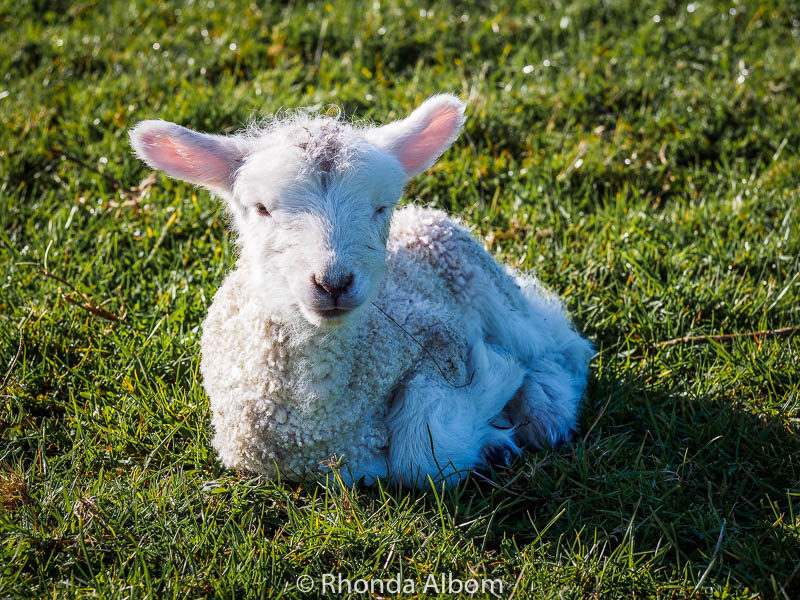 Newborn lamb in Shakespear Park, Auckland New Zealand