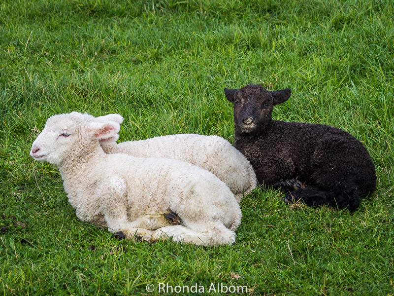 Black lamb in Shakespear Park, Auckland New Zealand