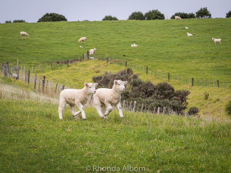 New Zealand Road Trips: Our Itineraries for North or South Island Adventures 5 Twin lambs running in Shakespear Park, Auckland New Zealand