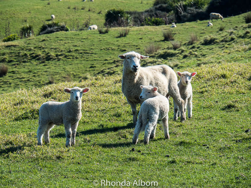 Adorable Baby Lambs: Why I love Springtime in New Zealand 5 Sheep and three lambs in Shakespear Park, Auckland New Zealand