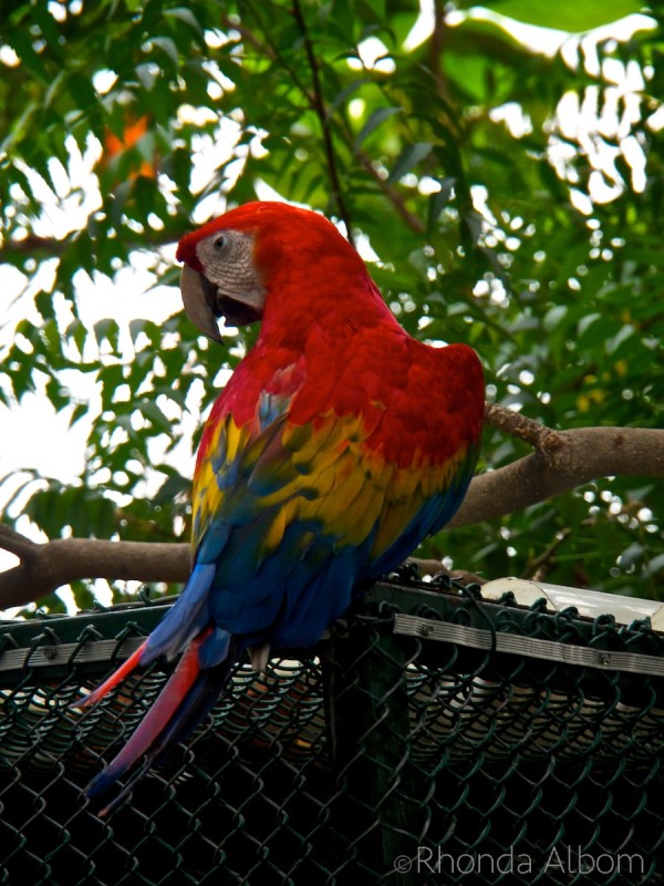 Cartagena Port Oasis: See the Wildlife When You Cruise to Colombia 6 Brightly coloured Scarlet Macaw at the Port of Cartagena Colombia