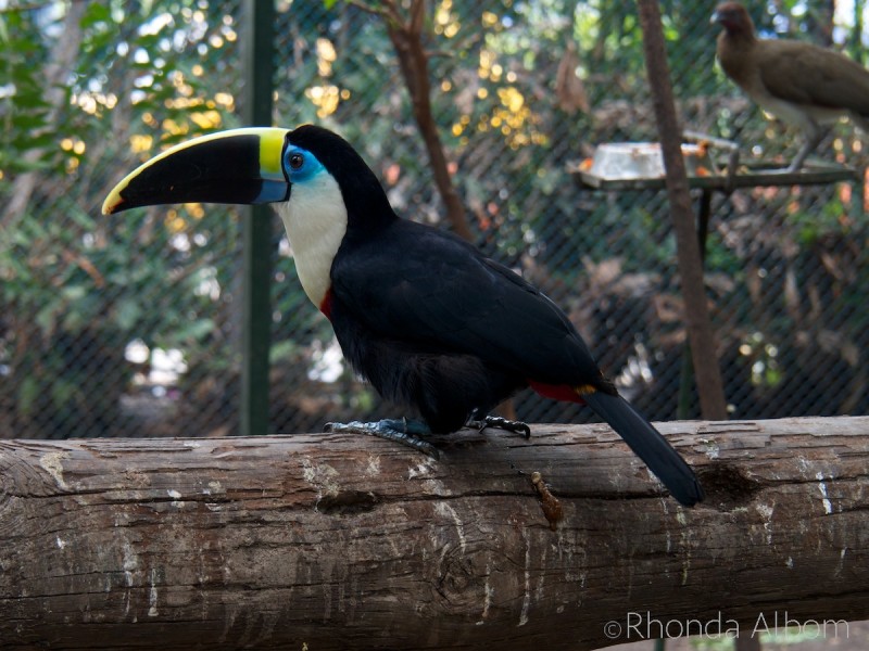 Channel-billed toucan on a log