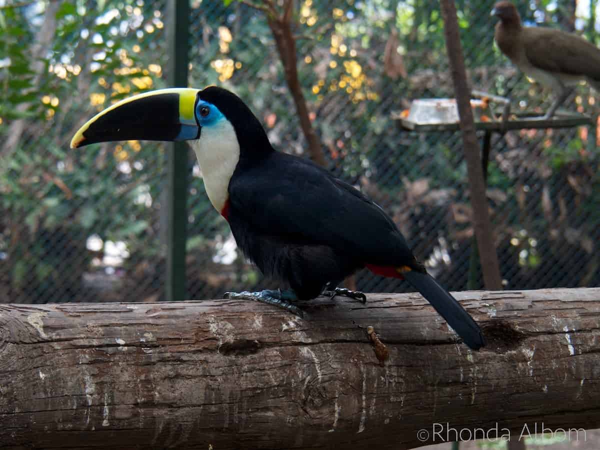 Toucan at the Port of Cartagena Columbia