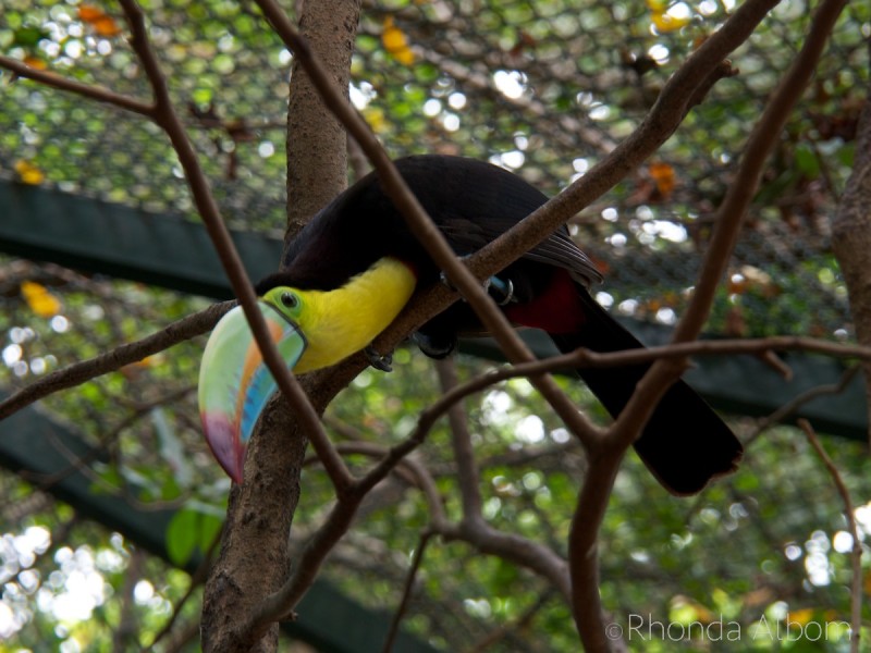 Cartagena Port Oasis: See the Wildlife When You Cruise to Colombia 5 Keel-billed toucan at the Port of Cartagena Colombia