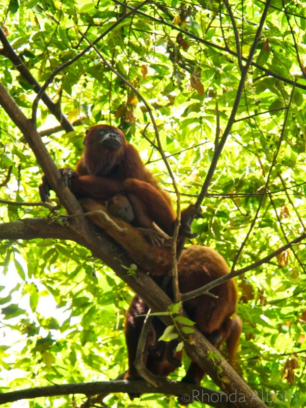 Cartagena Port Oasis: See the Wildlife When You Cruise to Colombia 9 Monkeys at the Port of Cartagena Colombia