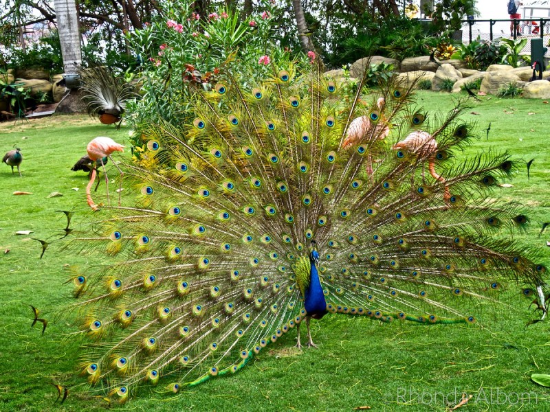 Cartagena Port Oasis: See the Wildlife When You Cruise to Colombia 11 Proud peacock at the Cartagena Port in Colombia