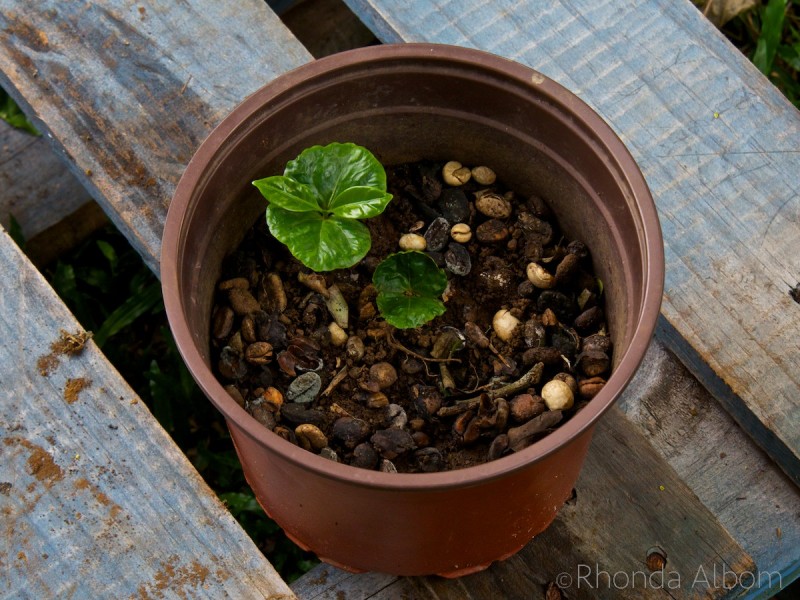 Puntarenas Costa Rica Cruise Port: Thrilling Wildlife, Coffee, and Jungle Delights! 4 Baby coffee plants at the Espiritu Santo Coffee Plantation in Costa Rica