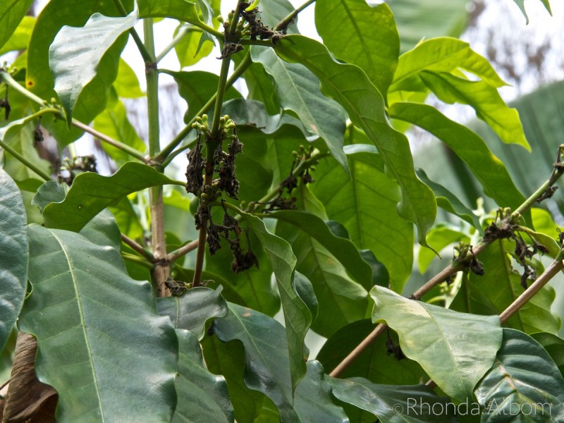Puntarenas Costa Rica Cruise Port: Thrilling Wildlife, Coffee, and Jungle Delights! 5 Coffee Plants